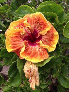 Up close picture of a red and yellow bright flower.