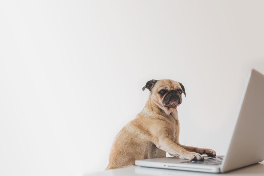 A pug dog at a laptop working.