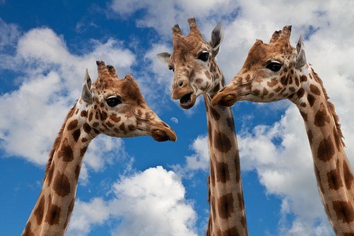 Three giraffes talking together with one being dominant.